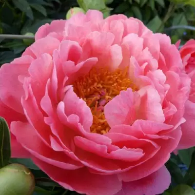 Пион КОРАЛ САНСЕТ травянистый в Борисове