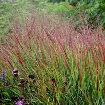 Просо РЕБРАУН прутьевидное в Борисове