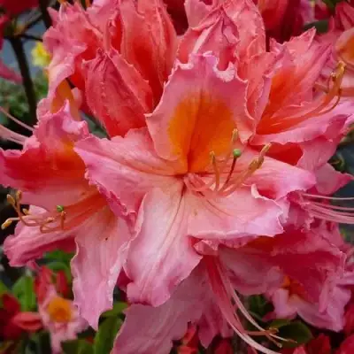 Азалия ПИНК ДЕЛАЙТ листопадная	 в Борисове