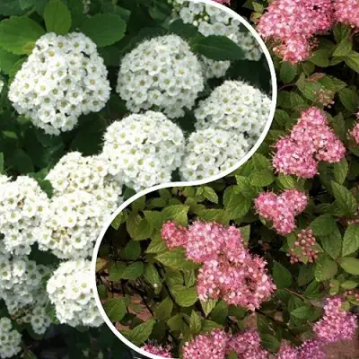 Комплект ТАЛАНТЛИВЫЙ САДОВОД в Борисове