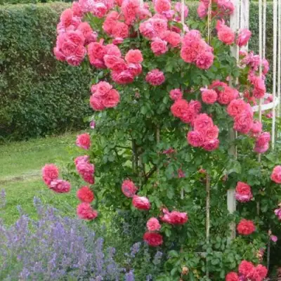 Роза РОЗАРИУМ ЮТЕРСОН плетистая в Борисове