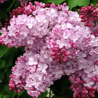 Сирень ЭСТЕР СТЕЙЛИ в Борисове