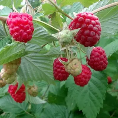 Малина ПРОСТО ПРЕЛЕСТЬ (СТОЛЕШНИК) в Борисове