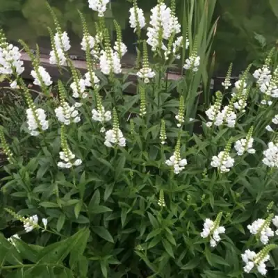 Физостегия АЛЬБА виргинская в Борисове