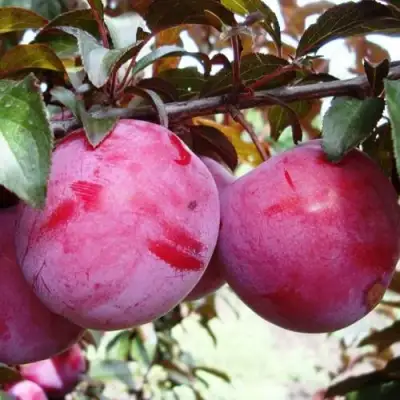 Слива ЛАМА в Борисове