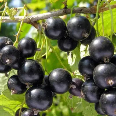 Смородина чёрная НЕСТЕР КОЗИН в Борисове