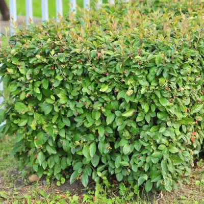 Кизильник блестящий в Борисове