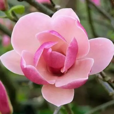 Магнолия РУСТИКА РУМБА в Борисове