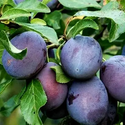 Слива ВЕНГЕРКА БЕЛОРУССКАЯ в Борисове