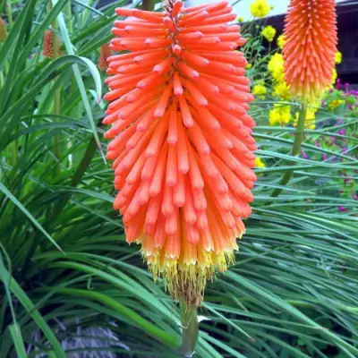 Книфофия БЕНГАЛ ФАЕР гибридная в Борисове