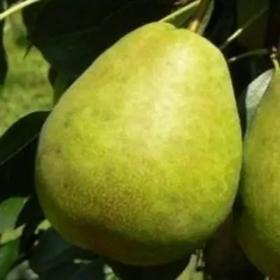 Груша ЛАГОДНАЯ в Борисове