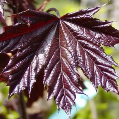 Клен КРИМСОН КИНГ остролистный в Борисове