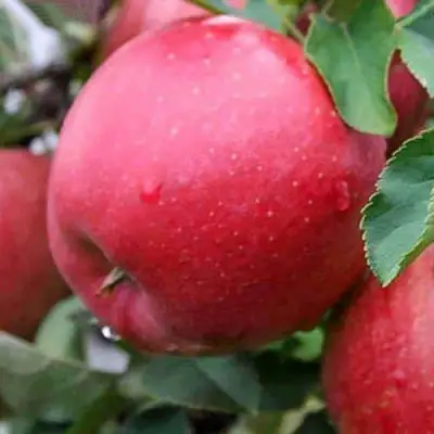 Яблоня ЧЕМПИОН в Борисове