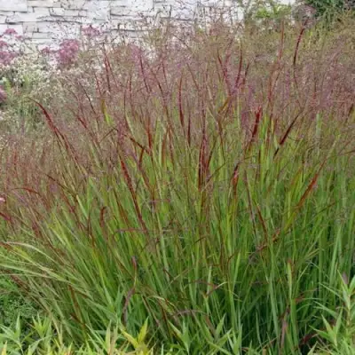 Просо ШЕНАНДО прутьевидное в Борисове