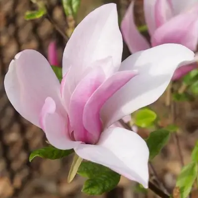 Магнолия БЕТТИ в Борисове