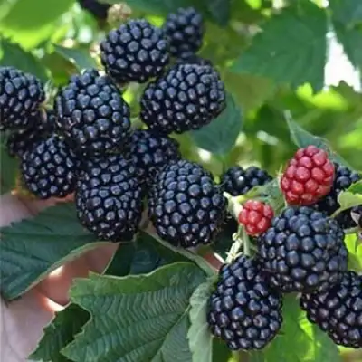 Ежевика ПОЛАР бесшипная  в Борисове