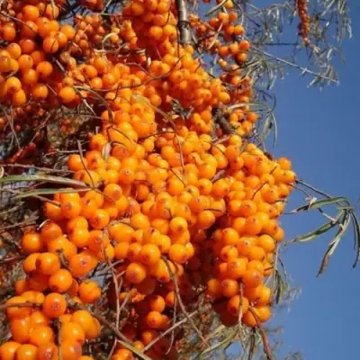 Облепиха СУДАРУШКА в Борисове