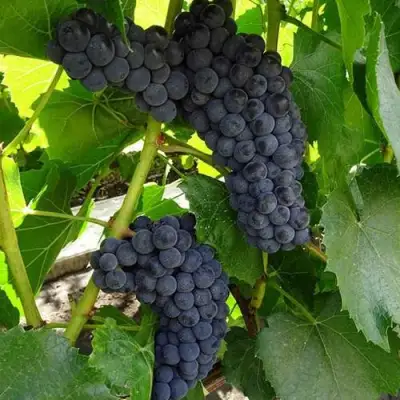 Виноград ВЭЛИАНТ в Борисове