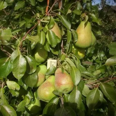 Груша БЕРЕ ЛЮКА в Борисове