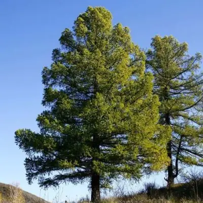 Лиственница сибирская в Борисове