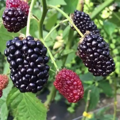 Ежевика ПРАЙМ АРК ФРИДОМ ремонтантная  в Борисове