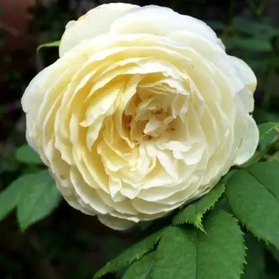 Роза КЛЭР ОСТИН английская в Борисове