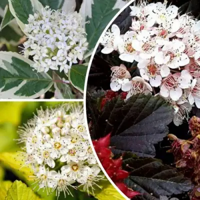 Комплект ЯРКАЯ ВСПЫШКА в Борисове