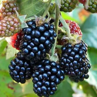 Ежевика ДЖАМБО бесшипная  в Борисове