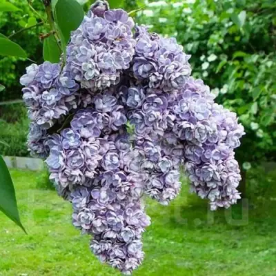 Сирень АМИ ШОТТ в Борисове