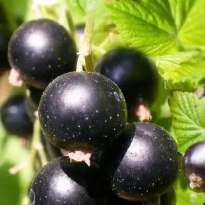 Смородина черная ЧЕРНООКАЯ в Борисове