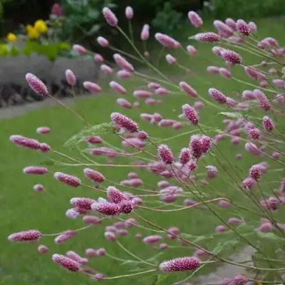 Кровохлебка РОК ЭНД РОЛЛ в Борисове