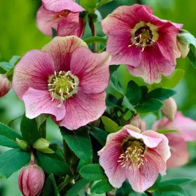 Морозник ВОСТОЧНЫЙ в Борисове