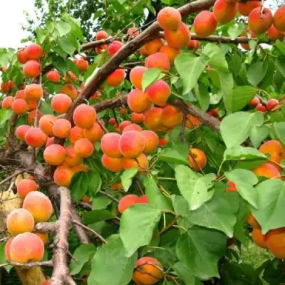 Абрикос ОТБОР АСТАХОВА в Борисове