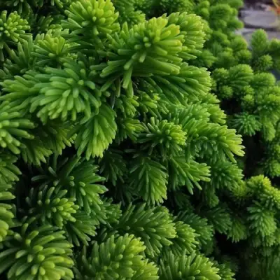 Ель ЛИТЛ ДЖЕМ обыкновенная в Борисове