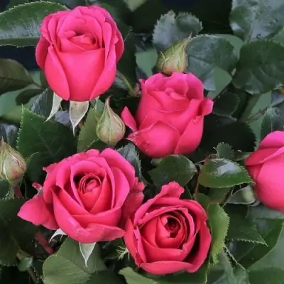 Роза ЛАВ ЛЕТТЕР флорибунда в Борисове