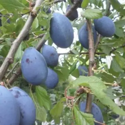 Слива ГИЛЬБЕРТ в Борисове