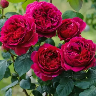 Роза КЕЙТ английская в Борисове