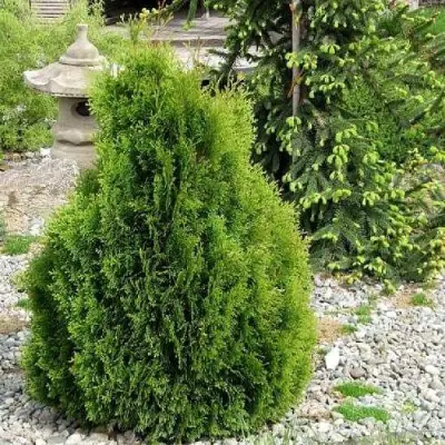 Туя МИКИ западная в Борисове