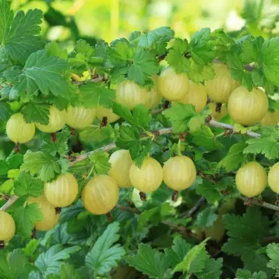 Крыжовник БЕРИЛЛ в Борисове