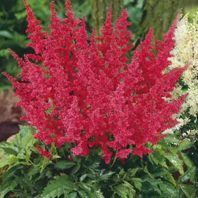 Астильба МОНТГОМЕРИ японская в Борисове