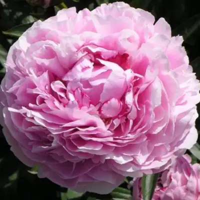 Пион ША-ЛА травянистый в Борисове