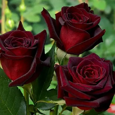 Роза ЧЕРНАЯ МАГИЯ чайно-гибридная в Борисове