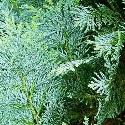 Кипарисовик КОЛУМНАРИС лавсона в Борисове