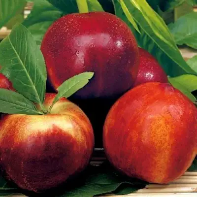 Нектарин СТАРК РЕД ГОЛД в Борисове