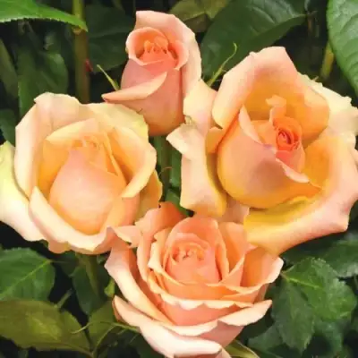 Роза ВЕРСИЛИЯ чайно-гибридная в Борисове