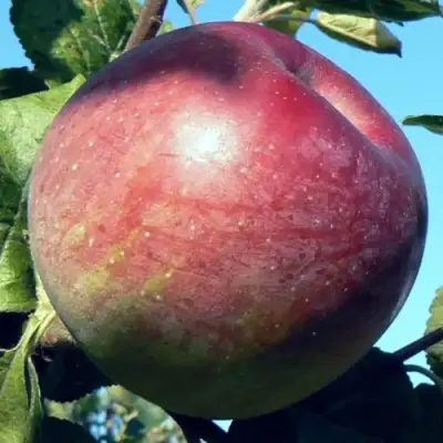 Яблоня АЛЕСЯ в Борисове