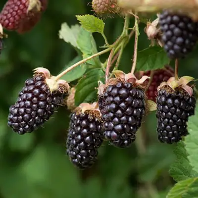 Ежемалина БОЙСЕНБЕРРИ в Борисове