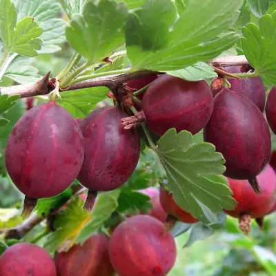 Крыжовник ХИННОМАКИ РОТ в Борисове