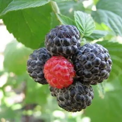 Малина КУМБЕРЛЕНД в Борисове