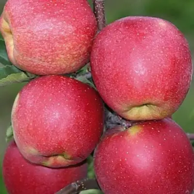 Яблоня ЧЕМПИОН в Борисове